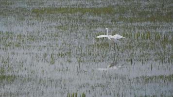 Little egret landing on wet meadow video