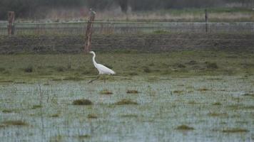 Little egret walking in wet meadow video