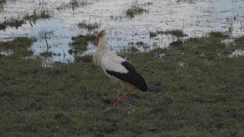 Stork walking on meadow video