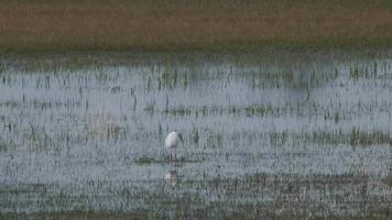 Little egret fishing in wet meadow video