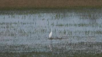 Little egret walking on wet meadow video