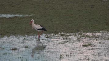Stork walking and fishing in wet meadow video