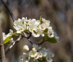 Pollination of flowers by bees pears. photo