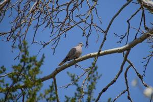 Turtledove on a branch of a silver poplar photo