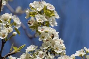 Pollination of flowers by bees pears. photo