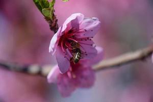 Pollination of flowers by bees peach. photo