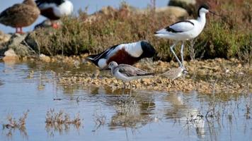 Tringa Nebularia wading through a shallow body of water, foraging for food photo