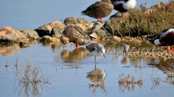 Tringa Nebularia wading through a shallow body of water, foraging for food photo