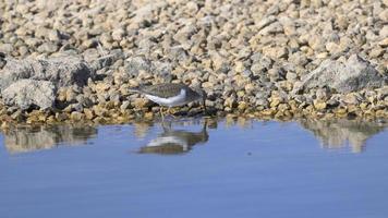 Actitis hipoleucos, a beautiful specimen in the water, looking for food in its habitat. wetland conservation concept photo