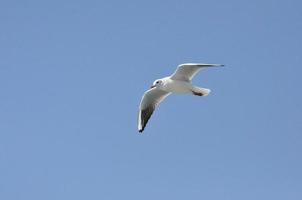 gaviotas en el mar izmir foto