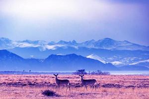 2 deer stand in the whole field and look very beautiful photo
