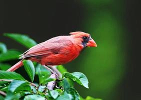 el rojo pequeño pájaro mira un lote foto