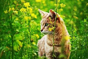 Mustard flowers will grow the cat alone in the huts photo