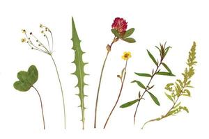 Dried plant, herbarium. Green grass, red and yallow flowers, clover. Isolated elements on a white background photo