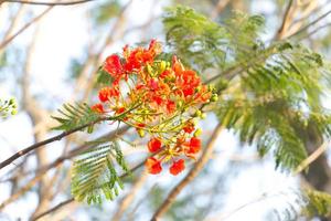 cerca arriba extravagante, el fuego árbol, real poinciana flor con cielo antecedentes foto