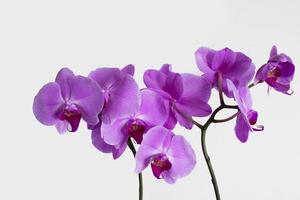 púrpura orquídea en un blanco antecedentes. aislado imagen de un flor. foto