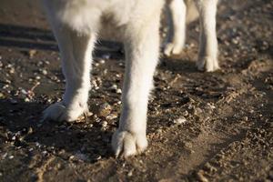 A dog stands on a beach with a lot of shells on it. Dog's paws. photo