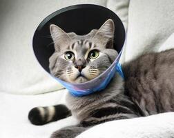 A sick gray cat lies with a medical collar. . photo