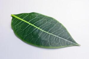 Green textural leaf from a tree close-up, isolate. . photo