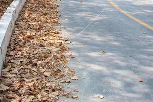 dry leaves on the road photo