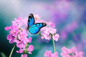 The butterfly is collecting nectar from the violet flowers with . photo