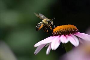 Closeup view of honey bee on the table, in a flight and on honeycomb. Useful insect photo