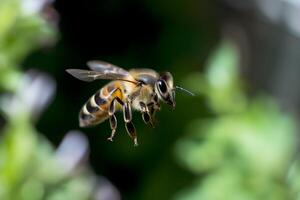 Closeup view of honey bee on the table, in a flight and on honeycomb. Useful insect photo