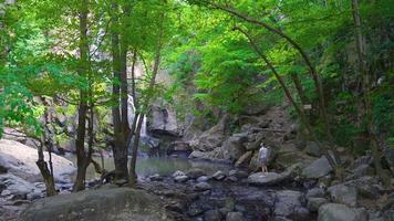 content homme avec cascade. Jeune homme à cascade dans la nature est content et respiration Frais air. video