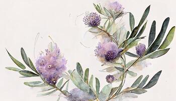 Lavender flowers and eucalyptus branches isolated on white, Floral wreath, Watercolor illustration. photo