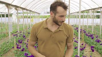 production et cultivation de violet des roses dans le serre. fleuriste travail avec tablette dans moderne serre en cours d'analyse des roses. video