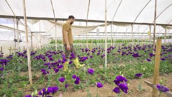 Rose production, croissance de fleur semis dans serre. Jeune jardinier à la recherche et travail sur Rose semis dans serre. video
