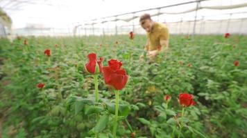 blomsterhandlare arbetssätt i en reste sig växthus. de ung blomsterhandlare tar vård av de röd rosor. video