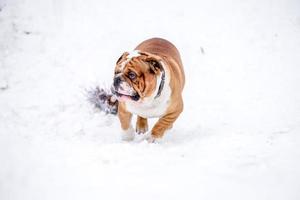 Inglés buldog jugando en el nieve foto