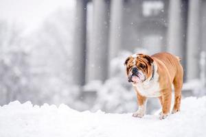 Inglés buldog jugando en el nieve foto