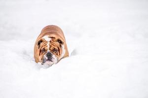 Inglés buldog jugando en el nieve foto