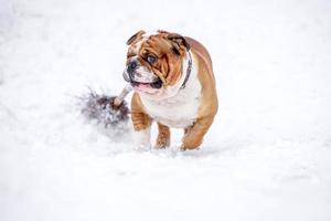 Inglés buldog jugando en el nieve foto