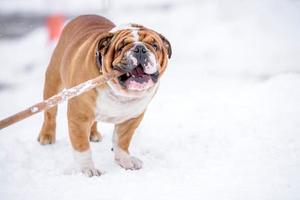 Inglés buldog jugando en el nieve foto