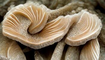 Bunch of fresh Oyster mushrooms closeup. Vegetarian food, healthy mushroom close up. photo