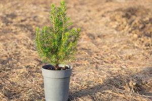 Coniferous plants in pots with a closed root for planting on your garden plot from the nursery. Gardening of a garden plot in spring photo