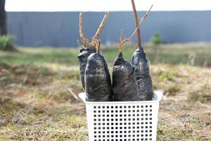 Seedlings of fruit bushes and trees in tubes, ready to plant in the garden. Preparation for planting, growing natural berries in the garden bed. photo