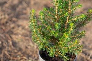 Coniferous plants in pots with a closed root for planting on your garden plot from the nursery. Gardening of a garden plot in spring photo