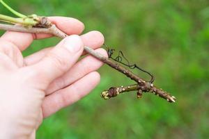 el vástago de un rama con germinando rudimentos de raíces de cerca - vegetativo reproducción de jardín plantas foto