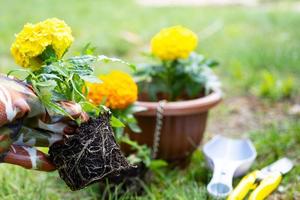 amarillo y naranja maravilla plántulas con raíces son preparado para plantando en el abierto suelo en primavera. no pretencioso jardín flores en el manos de un jardinero, flor cama y yarda cuidado foto