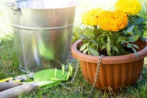 Yellow and orange marigold seedlings with roots are prepared for planting in the open ground in spring. Unpretentious garden flowers in the hands of a gardener, flower bed and yard care photo