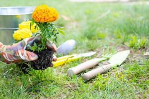 amarillo y naranja maravilla plántulas con raíces son preparado para plantando en el abierto suelo en primavera. no pretencioso jardín flores en el manos de un jardinero, flor cama y yarda cuidado foto