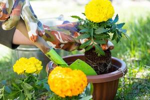 amarillo y naranja maravilla plántulas con raíces son preparado para plantando en el abierto suelo en primavera. no pretencioso jardín flores en el manos de un jardinero, flor cama y yarda cuidado foto