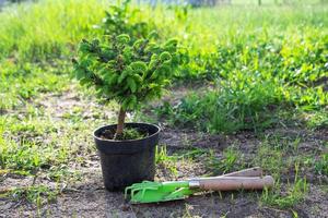 Coniferous plants in pots with a closed root for planting on your garden plot from the nursery. Gardening of a garden plot in spring photo