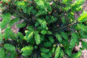 joven dispara con Fresco brillante verde agujas en abeto ramas foto