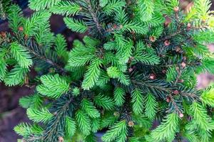 Young shoots with fresh bright green needles on spruce branches photo