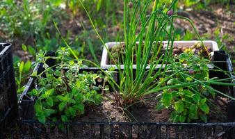 cultivo de Respetuoso del medio ambiente hierbas en el jardín cebolla, menta, tomillo foto